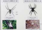 日本最大のクモの標本