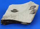 木の葉の化石